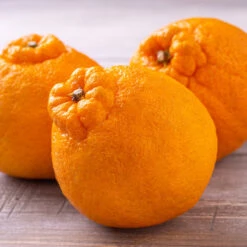 Shiranui Mandarin Tree -Green Yard Plant Store Shiranui Mandarin 4 FGT