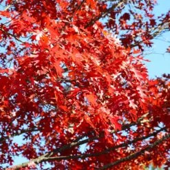 Shumard Oak Tree -Green Yard Plant Store Shumard Oak 3