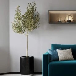 Sikitita Olive Tree 5 Sikitita Olive Tree -Green Yard Plant Store Sikitata Olive 2