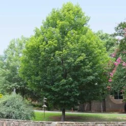 Silver Maple Tree -Green Yard Plant Store Silver Maple Tree 6