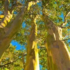 Sioux Crape Myrtle -Green Yard Plant Store Sioux Crape Myrtle