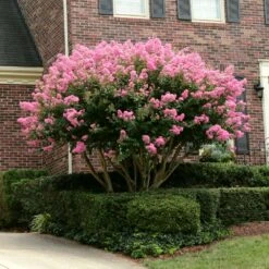 Sioux Crape Myrtle -Green Yard Plant Store Sioux Crape myrtle 2