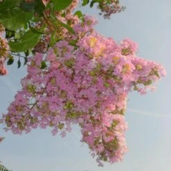 Sioux Crape Myrtle -Green Yard Plant Store Sioux Crape myrtle 4 FGT