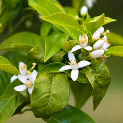 Smith Red Orange -Green Yard Plant Store Smith Red Orange 7