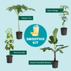 Papaya Tree -Green Yard Plant Store Smoothie Kit Graphic 11ae7b3b 499b 4165 a9bd 09be178c93af