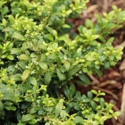 Soft Touch Holly Shrub 5 Soft Touch Holly Shrub -Green Yard Plant Store Soft Touch Holly 4