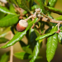 Live Oak Tree -Green Yard Plant Store Southern Live Oak FGT 1