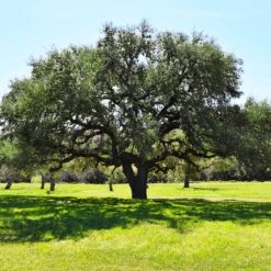 Live Oak Tree -Green Yard Plant Store Southern Live Oak FGT 3