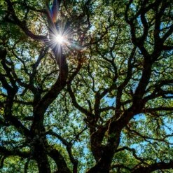 Live Oak Tree -Green Yard Plant Store Southern Live Oak FGT 4