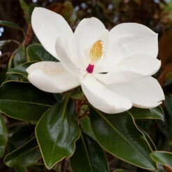 Southern Magnolia 7 Southern Magnolia -Green Yard Plant Store Southern Magnolia 8 FGT