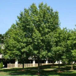 Southern Red Oak Tree -Green Yard Plant Store Southern Red Oak 2