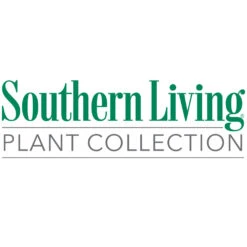 Coppertop® Sweet Viburnum Shrub -Green Yard Plant Store Southn Living 1000x1000 696b1d85 1156 4d57 a0e9 861bb85e1447