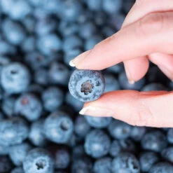 Spartan Blueberry Bush -Green Yard Plant Store Spartan Blueberry 5 FGT