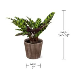 Calathea Rattlesnake With Decorative Pot -Green Yard Plant Store Specs