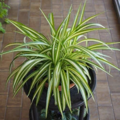 Spider Plant -Green Yard Plant Store Spider Plant 1