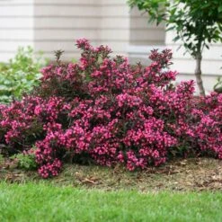 Spilled Wine® Weigela Shrub -Green Yard Plant Store Spilled Wine Weigela 1 FGT