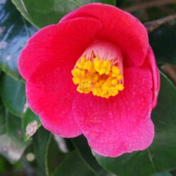 Spring's Promise Camellia Shrub -Green Yard Plant Store Springs Promise Camellia 1 FGT