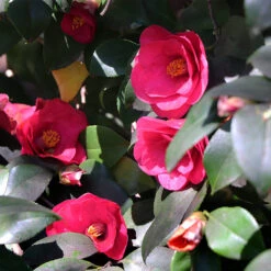 Spring's Promise Camellia Shrub -Green Yard Plant Store Springs Promise Camellia 4