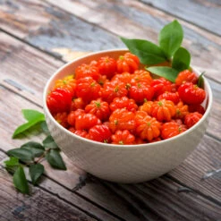 Star Cherry Tree (Pitanga) -Green Yard Plant Store Star Cherry 3 FGT