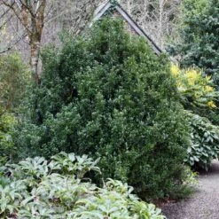 Steeds Japanese Holly Shrub -Green Yard Plant Store Steeds Holly 1