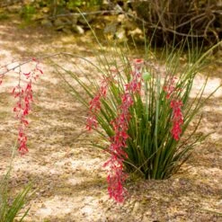 Dwarf Red Yucca Stoplights -Green Yard Plant Store Stoplights Dwarf Hesperaloe 3