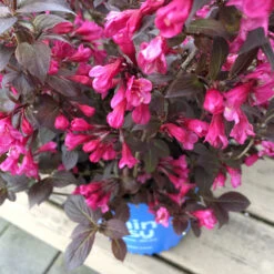 Stunner® Weigela -Green Yard Plant Store Stunner weigela 1