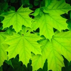Sugar Maple Tree -Green Yard Plant Store Sugar Maple