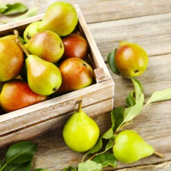 Summercrisp Pear Tree -Green Yard Plant Store Summercrisp Pear 3 FGT