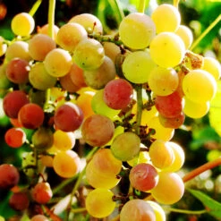 Summit Muscadine Grapes 5 Summit Muscadine Grapes -Green Yard Plant Store Summit muscadine Grape 3