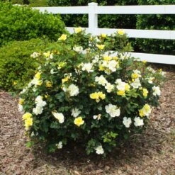Sunny Knock Out® Rose -Green Yard Plant Store Sunny knockout rose Shrub 1 FGT