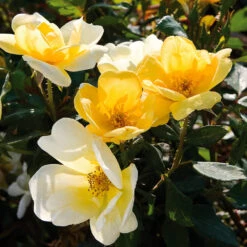 Sunny Knock Out® Rose -Green Yard Plant Store Sunny knockout rose Shrub 3 FGT