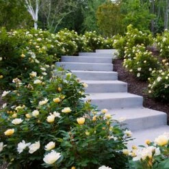 Sunny Knock Out® Rose -Green Yard Plant Store Sunny knockout rose Shrub 7 FGT