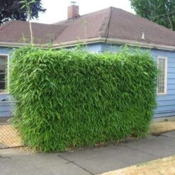 Sunset Glow Bamboo -Green Yard Plant Store Sunset Glow Bamboo 2 450w