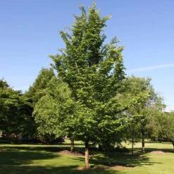 Emerald Sunshine® Elm Tree -Green Yard Plant Store Sunshine Elm 2