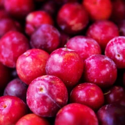 Superior Plum Tree -Green Yard Plant Store Superior Plum 3