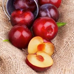 Superior Plum Tree -Green Yard Plant Store Superior Plum 4