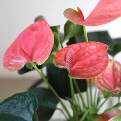 Pink Anthurium -Green Yard Plant Store Sweet Dream Pink Anthurium 1