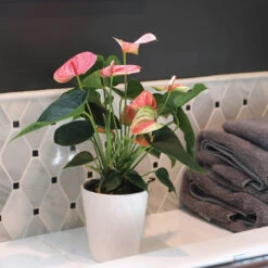 Pink Anthurium -Green Yard Plant Store Sweet Dream Pink Anthurium 2