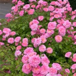 Sweet Drift® Rose -Green Yard Plant Store Sweet Drift Rose 1