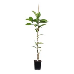 Tangelo Tree 10 Tangelo Tree -Green Yard Plant Store TAN TRE 12 1QT