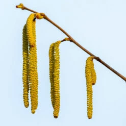 Theta Filbert Hazelnut 9 Theta Filbert Hazelnut -Green Yard Plant Store THeta FIlbert Hazelnut 3