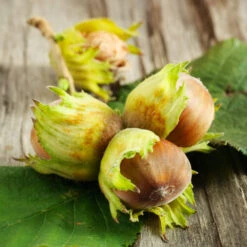 Theta Filbert Hazelnut 8 Theta Filbert Hazelnut -Green Yard Plant Store THeta FIlbert Hazelnut 6 FGT