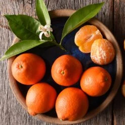 Tangelo Tree 9 Tangelo Tree -Green Yard Plant Store Tangelo 1 FGT