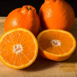 Tangelo Tree 11 Tangelo Tree -Green Yard Plant Store Tangelo 3 FGT