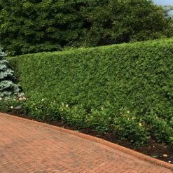 'Techny' Cold Hardy Thuja Tree -Green Yard Plant Store Techny Thuja 2