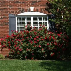 The Grand Champion™ Rose -Green Yard Plant Store The Grand Champion Rose 1