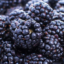 Thornless Blackberry -Green Yard Plant Store Thornless Blackberry 1