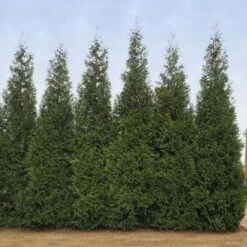 Junior Giant Thuja Tree -Green Yard Plant Store Thuja Junior Giant BB 2