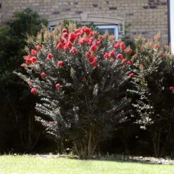 Thunderstruck™ Coral Boom™ Crape Myrtle Tree -Green Yard Plant Store Thunderstruck Coral Bloom 2