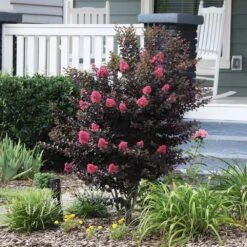 Thunderstruck™ Coral Boom™ Crape Myrtle Tree -Green Yard Plant Store Thunderstruck Coral Bloom 6